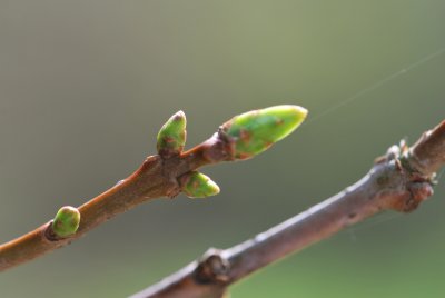 Chionanthus virginicus - bělas viržinský - jarní větévka